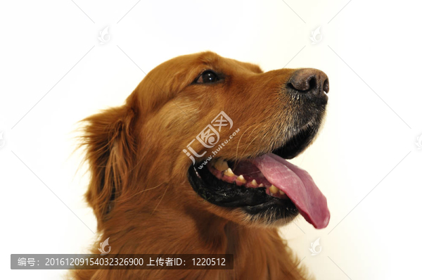 金毛拉布拉多的臉特寫。
