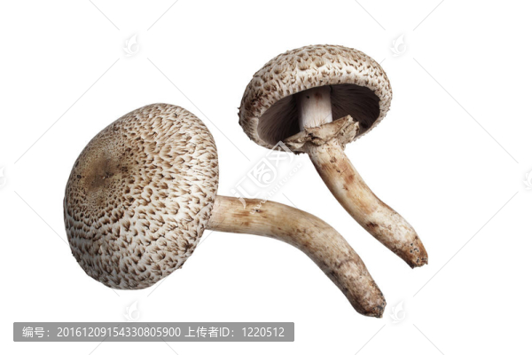 白底蘑菇