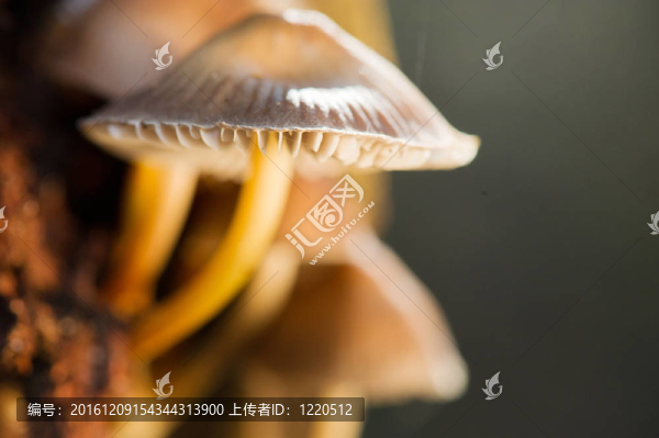秋樹上的蘑菇