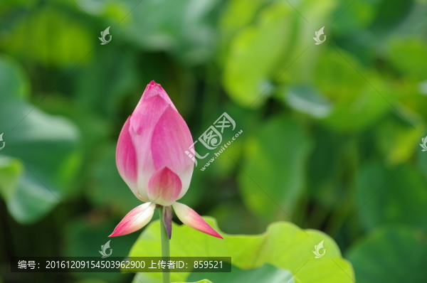 荷花花苞