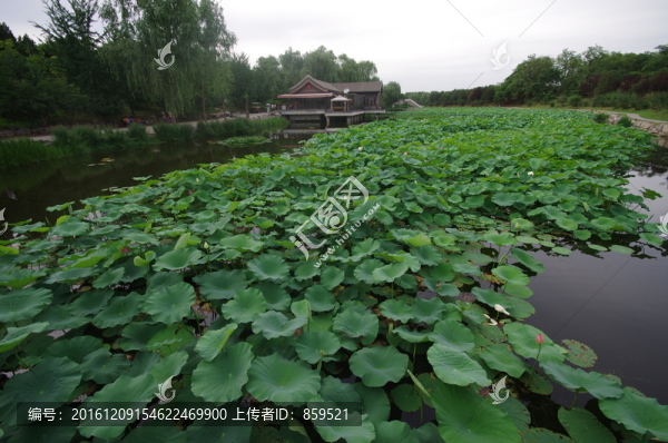 圓明園的荷葉