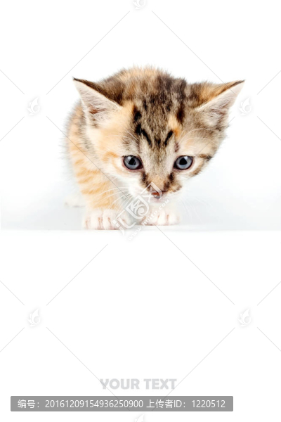 多色小貓咪