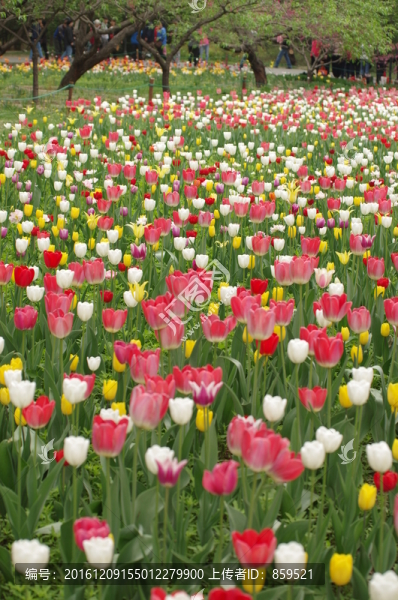 郁金香花海
