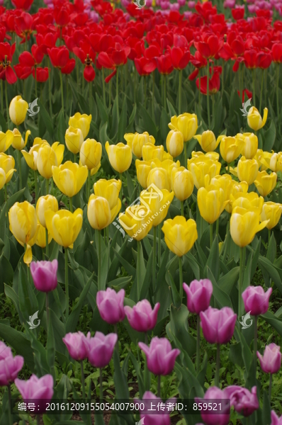 郁金香花海
