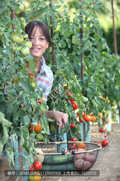 婦女采摘新鮮西紅柿和其他蔬菜