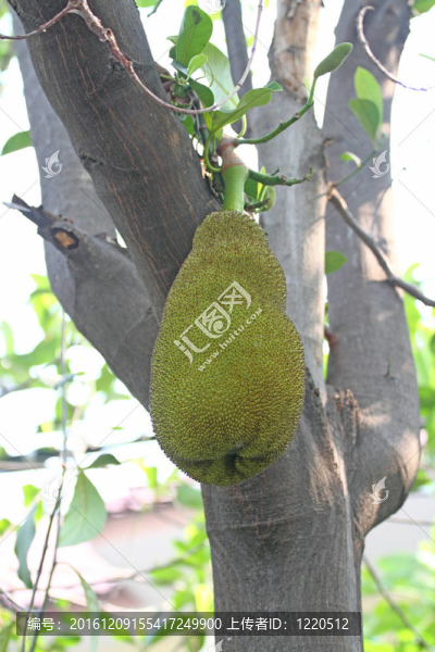 杰克的果實