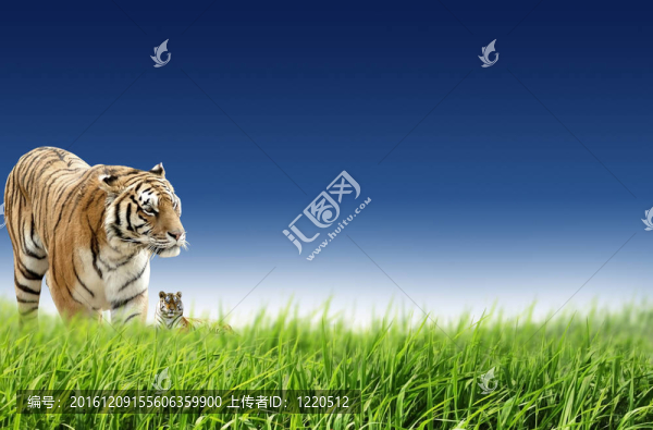 虎（Panthera,tigris）是狩獵