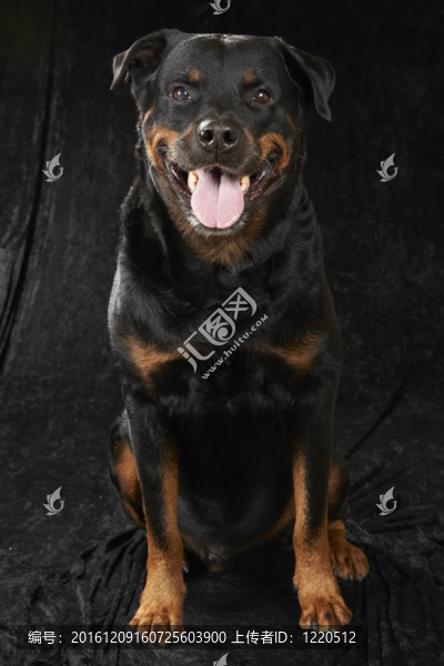 純種羅威納犬