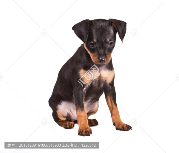 俄羅斯玩具獵犬在白色背景