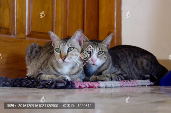 坐在墊子上的貓