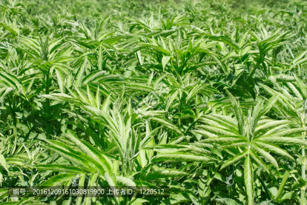 蔓生草本年接骨木