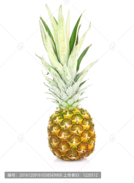 菠蘿