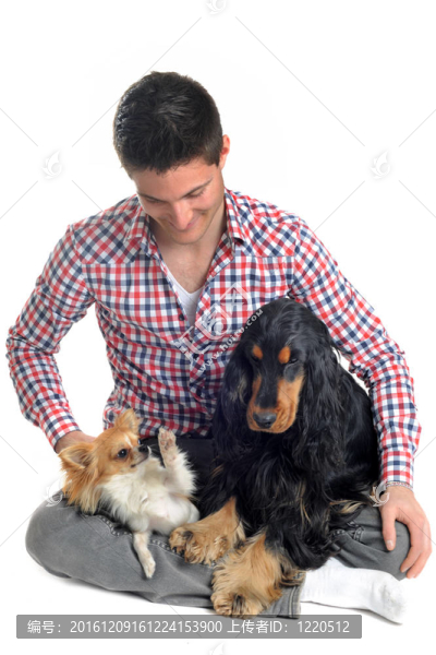 可卡犬；奇瓦瓦人