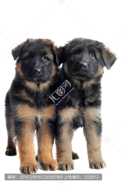德國牧羊犬幼犬
