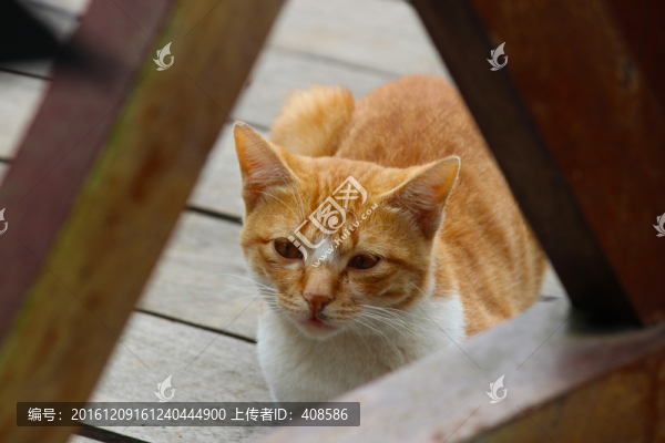 貓