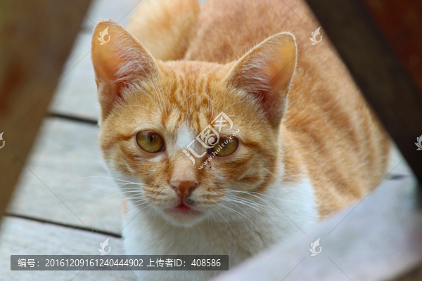 貓