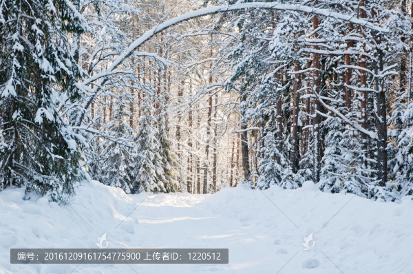 白雪覆蓋的冬天森林被明亮的陽光照亮