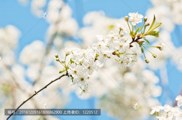 開花的櫻桃枝