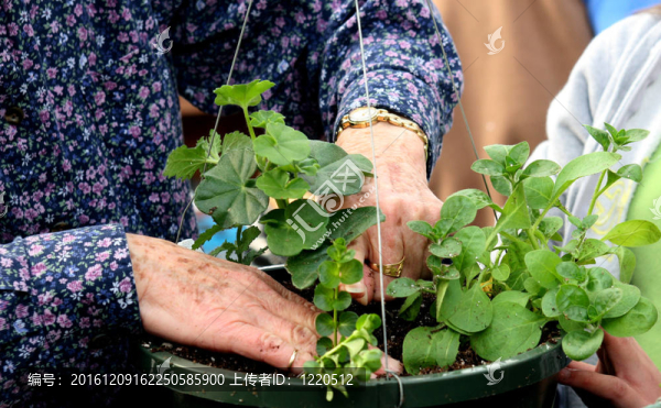 種植春天