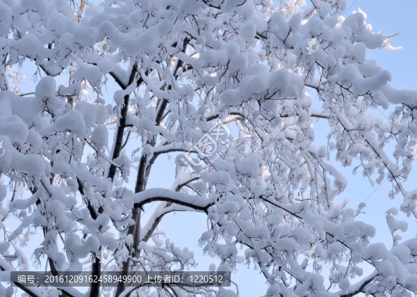 樹枝上的冰雪
