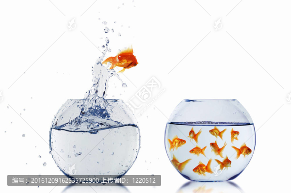 在一個(gè)魚缸里的金魚