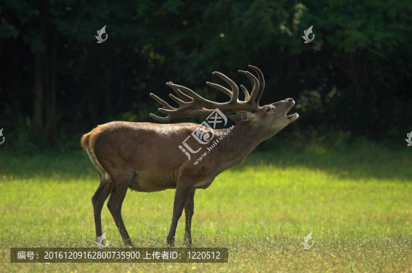 馬鹿-,Cervus,elaphus