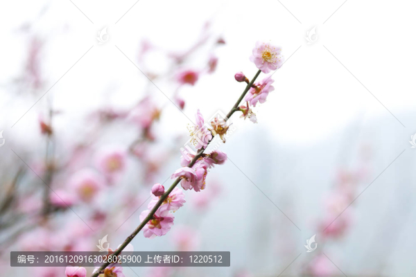 春天的櫻花