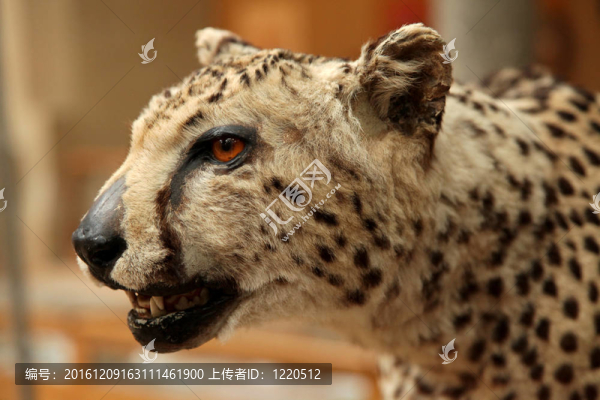 古代的獵豹