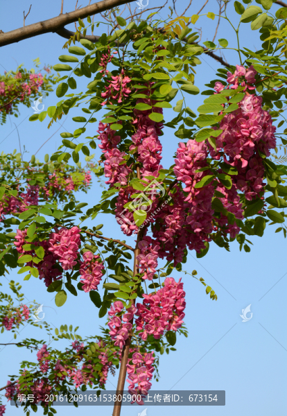槐花