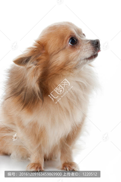 奇瓦瓦犬肖像白色背景特寫