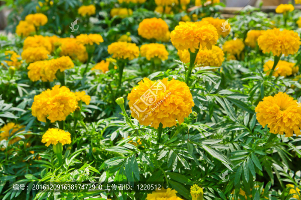 在公園里，黃色的萬壽菊