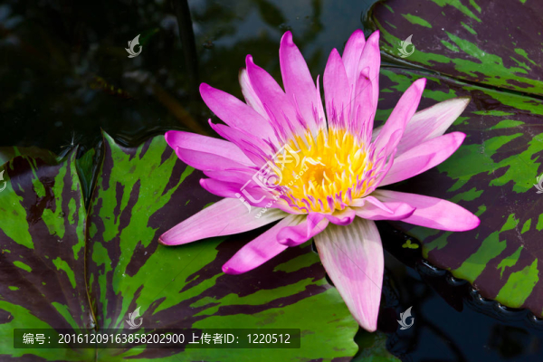 公園里的粉紅色睡蓮