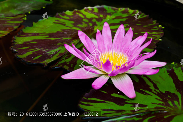 公園里的粉紅色睡蓮