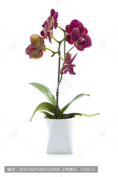 蘭花花白色背景