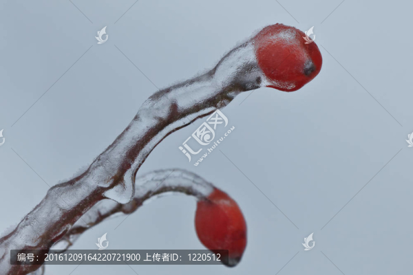 玫瑰果