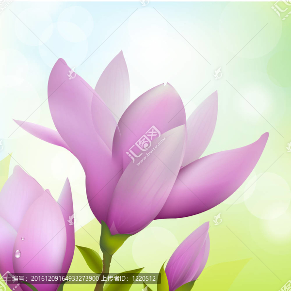 木蘭花
