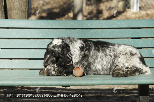 英國(guó)史賓格犬的黑色和白色的搭在公園里的長(zhǎng)凳上；魁北克縣；加拿大