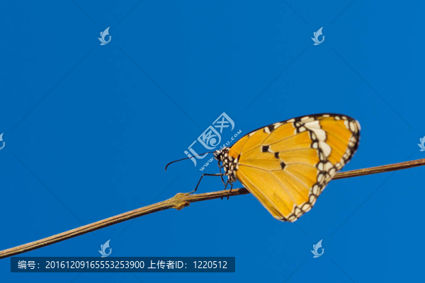 蝴蝶