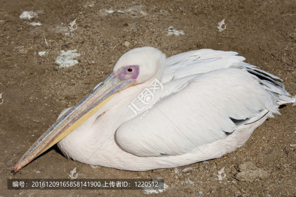 在動(dòng)物園的大鵜鶘