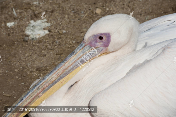 在動物園的大鵜鶘