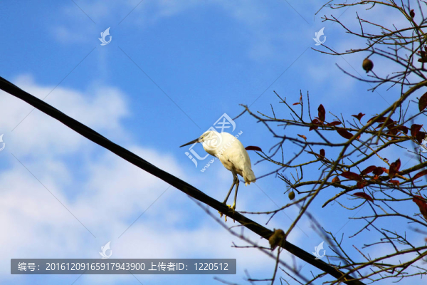 藍(lán)天鳥