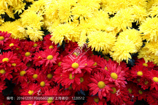 菊花背景