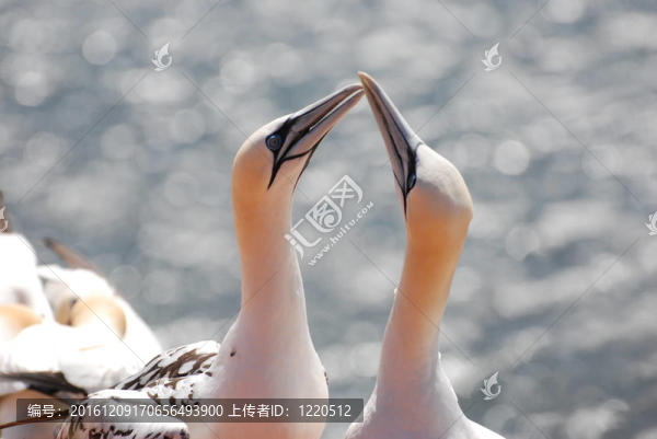 塘鵝