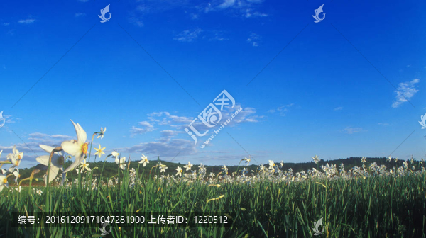 春天水仙山谷的全景。