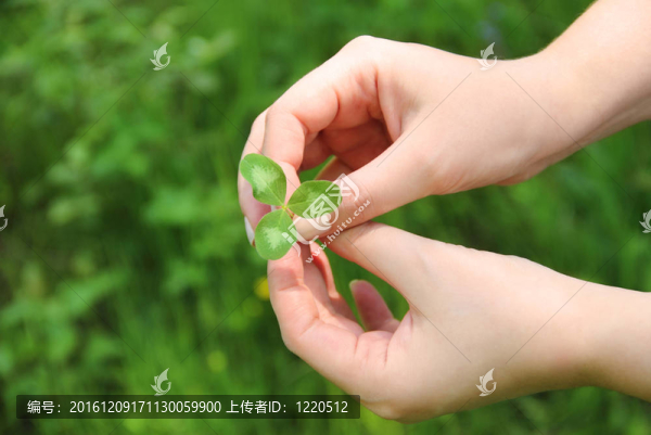 女性手中的三葉草