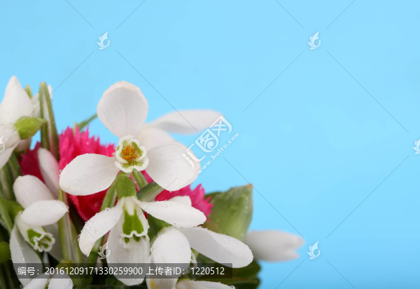 藍(lán)色背景上的白色雪蓮。