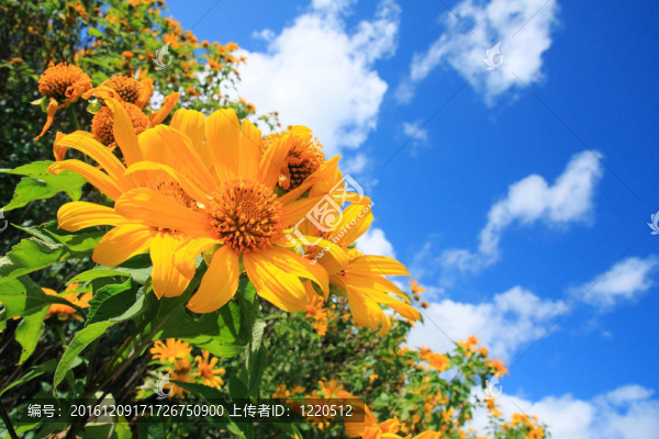 花