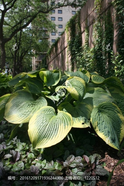 在城市公園的特點(diǎn)