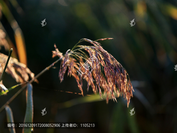 蘆葦花