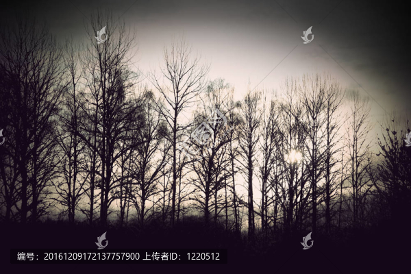 冬光樹